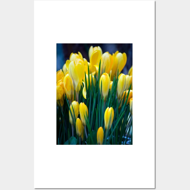 Yellow crocus Wall Art by BonniePhantasm